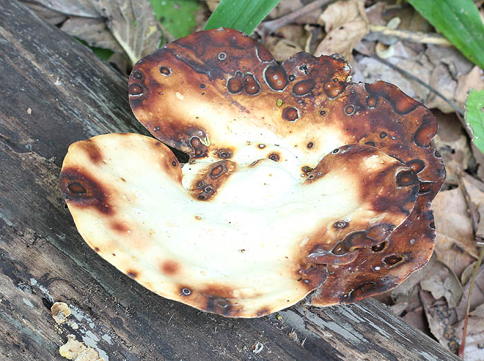Bracket Fungus